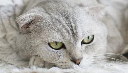 开云注册入口-【人物】他比林疯狂更疯 感染新冠肺炎一切泡汤?